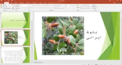 پاورپوینت بلوط ایرانی