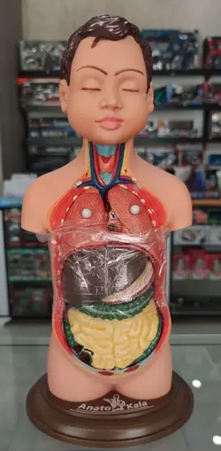 مولاژ یک چهارم بدن انسان (عروسکی)