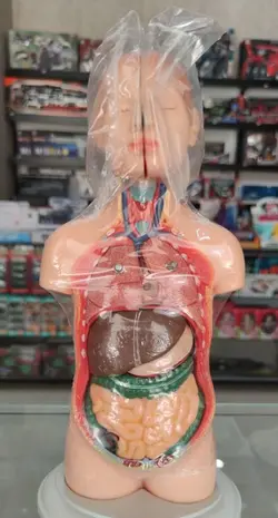 مولاژ یک چهارم بدن انسان (عروسکی) - 10 تکه