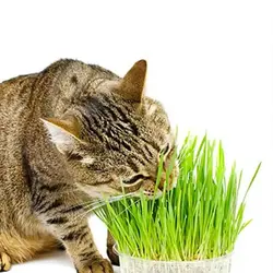 علف گربه (چمن گربه)؛ مدل Cat Grass (100 گرم)