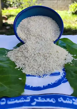 سرلاشه کشت دوم 10 کیلوگرمی