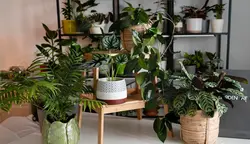 كارگاه گياه پالائي