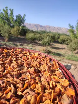 برگه زردالو آفتاب خشک