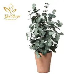 گلدان اکالیپتوس