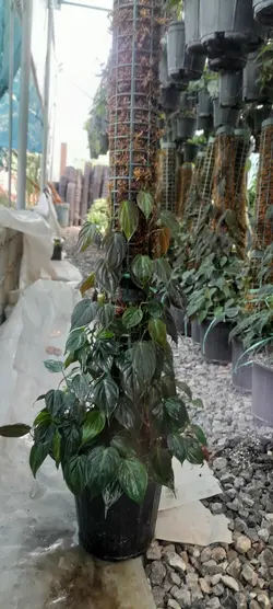 اسکاندیس میکانژ روی چوب خزه