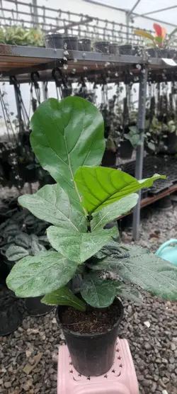 لیراتا برگ پهن قد یک متر