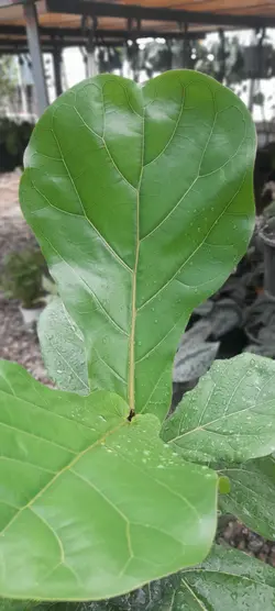 لیراتا برگ پهن قد یک متر