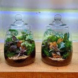 تراریوم طرح پرنیان پیشگامان