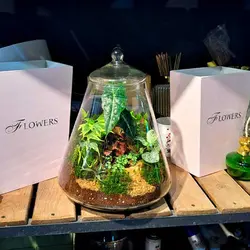 تراریوم طرح هرمی درب دار