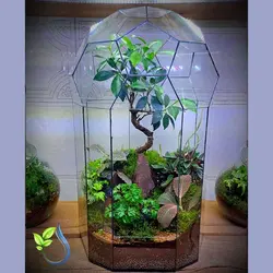 تراریوم کد 109 سایز متوسط بونسلی فیکوس رتوزا