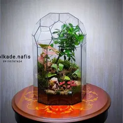 تراریوم کد 109 کوچک بونسای فیکوس رتوزا