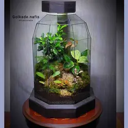 تراریوم کد 110 متوسط بونسای فیکوس رتوزا