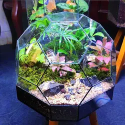 تراریوم کد 111 متوسط