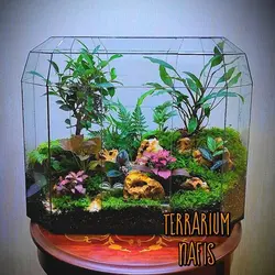 تراریوم کد 112 بونسای فیکوس رتوزا