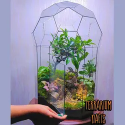 تراریوم کد 109 سایز بزرگ بونسای فیکوس رتوزا