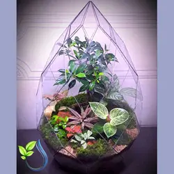 تراریوم کد 113 بونسای فیکوس رتوزا