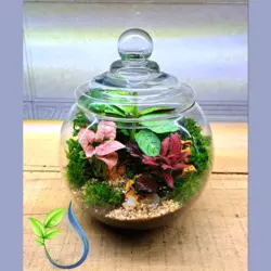 تراریوم تنگ متوسط