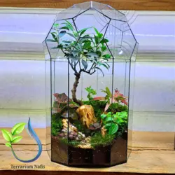 تراریوم کد 109 متوسط بونسای فیکوس رتوزا