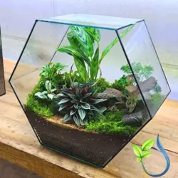 تراریوم کد 105