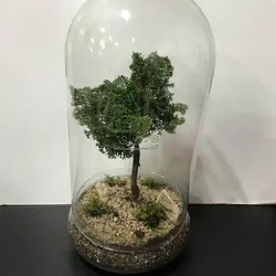 تراریوم کاج نانا