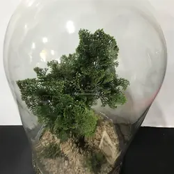 تراریوم کاج نانا