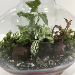 تراریوم مدل آنتالیا کوچک