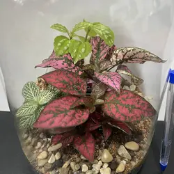 تراریوم مدل پرنس