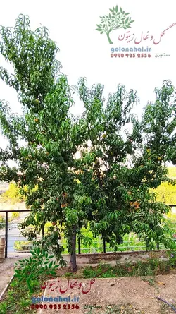 خرید و قیمت نهال هلو آلبرتا