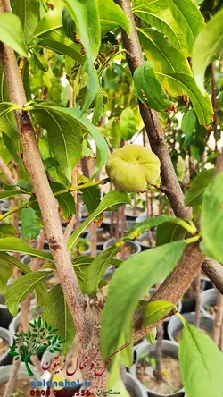 خرید و قیمت نهال هلو آلبرتا