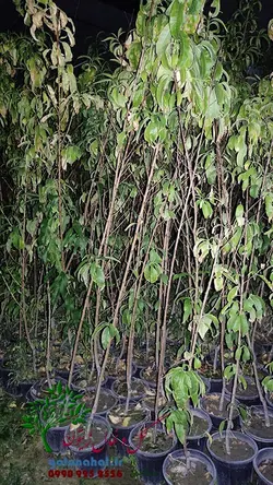 خرید و قیمت نهال هلو آلبرتا