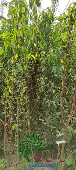 خرید و قیمت نهال هلو آلبرتا