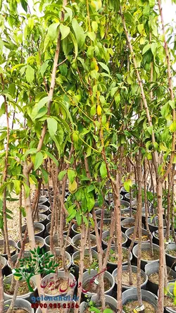 خرید نهال هلو بلخی