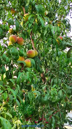 خرید نهال هلو بلخی