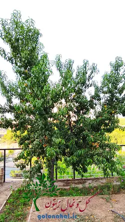 خرید نهال هلو بلخی