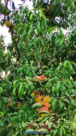 خرید نهال هلو بلخی