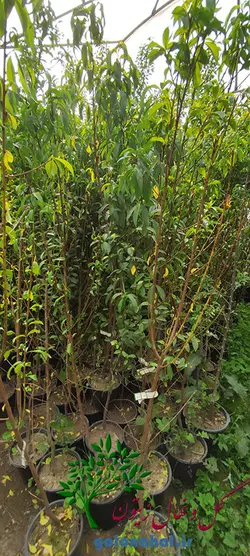 خرید نهال هلو بلخی