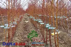 خرید نهال هلو بلخی