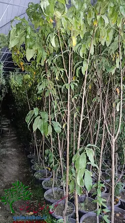 خرید نهال هلو بلخی