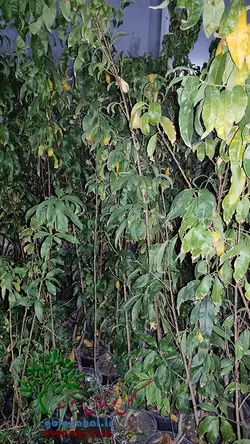 خرید نهال هلو بلخی