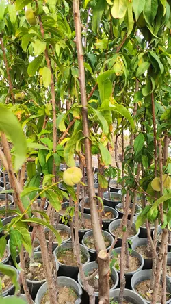 خرید نهال هلو بلخی