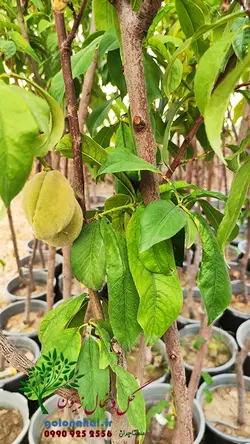 خرید نهال هلو بلخی