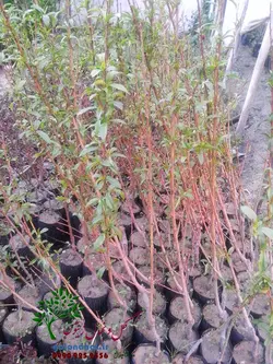 خرید نهال هلو بلخی