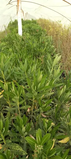 خرزهره سطل 4