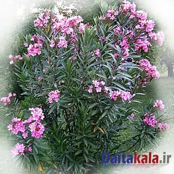 خرزهره سطل 4