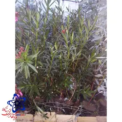 خرزهره سطل 4