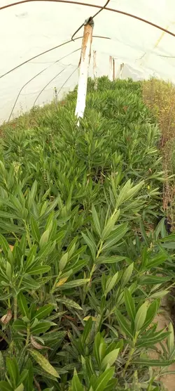 خرزهره سطل 4