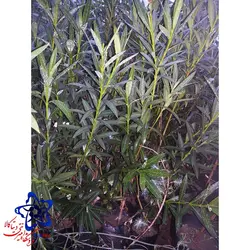 خرزهره سطل 4