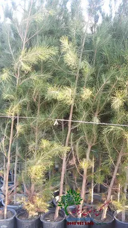 نهال کاج تهران سطل 4