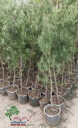نهال کاج تهران سطل 7