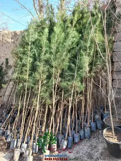 نهال کاج تهران سطل 7